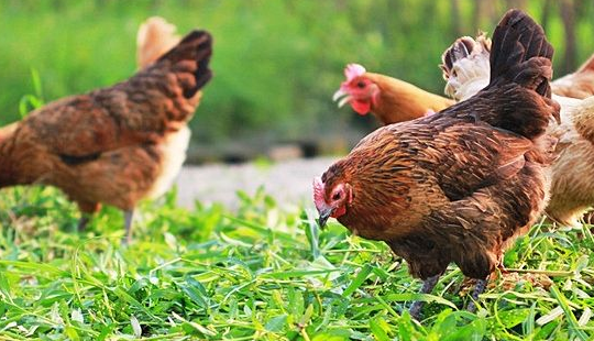 廣西返鄉創業青年：透明生態養殖讓民眾吃上放心食品